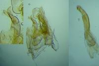 Caryocolum fibigerium