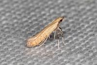 Aspilapteryx limosella