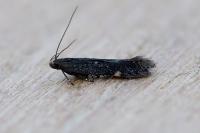 Aproaerema anthyllidella