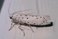 Yponomeuta