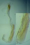 Oegoconia caradjai