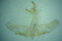 Oegoconia caradjai