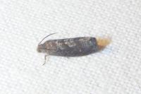 Grapholita
