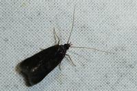 Eurodachtha canigella