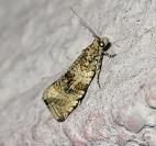 Celypha lacunana