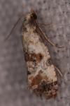Neocochylis hybridella