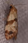 Phalonidia contractana