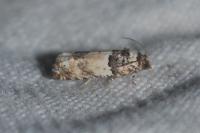 Epinotia thapsiana