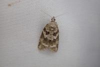 Cnephasia