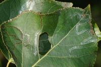 Phyllocnistis unipunctella