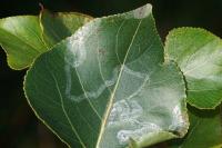 Phyllocnistis unipunctella