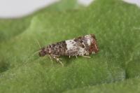 Notocelia trimaculana