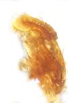 Notocelia trimaculana