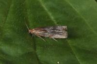 Eucosma cana
