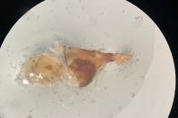 Eucosma cana
