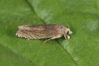 Eucosma hohenwartiana