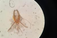 Eucosma hohenwartiana