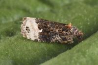 Apotomis capreana