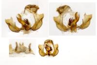 Cochylidia implicitana