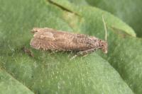 Pelochrista caecimaculana