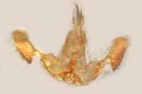 Notocelia rosaecolana