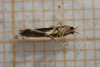 Oegoconia deauratella