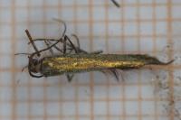 Coleophora trifolii