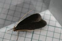 Homaloxestis briantiella