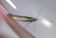 Coleophora