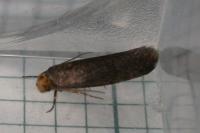 Cephimallota crassiflavella