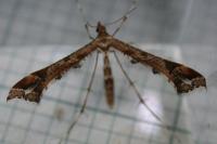 Amblyptilia acanthadactyla