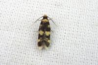Oegoconia