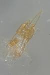 Coleophora nutantella
