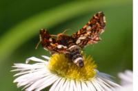 Thyris fenestrella