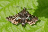 Thyris fenestrella