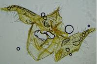 Trifurcula squamatella