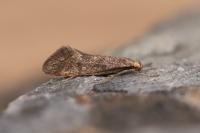 Denisia subaquilea