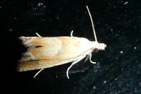 Eucosma conterminana