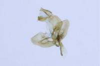 Denisia albimaculea
