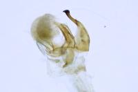 Eteobalea intermediella