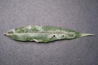Phyllocnistis