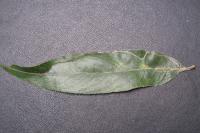 Phyllocnistis valentinensis