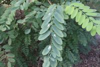 Parectopa robiniella