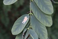 Parectopa robiniella