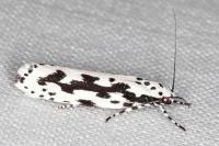 Ethmia pusiella