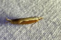 Ypsolopha dentella