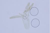 Phyllonorycter klemannella