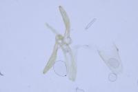 Phyllonorycter klemannella