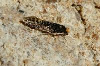 Monopis laevigella