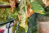 Cameraria ohridella